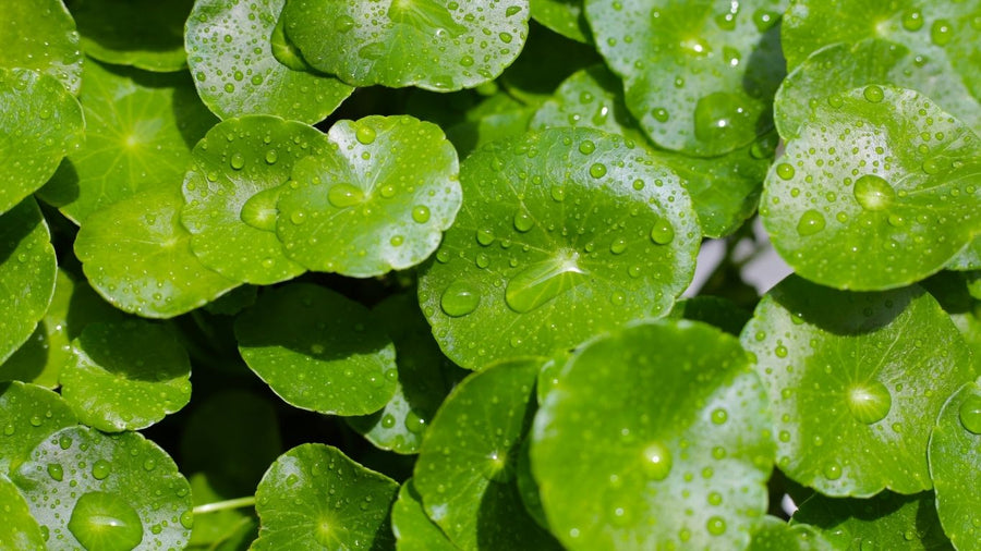 What Is Centella Asiatica? The Hero Ingredient for Sensitive Skin