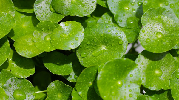 What Is Centella Asiatica? The Hero Ingredient for Sensitive Skin