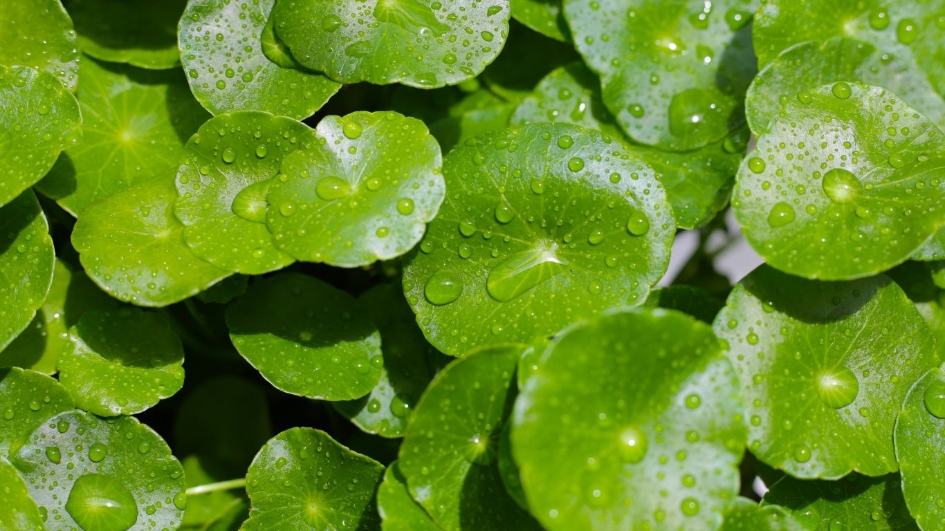 Qu'est-ce que la Centella asiatica ? L'ingrédient star des peaux sensibles | Botā, soins naturels.