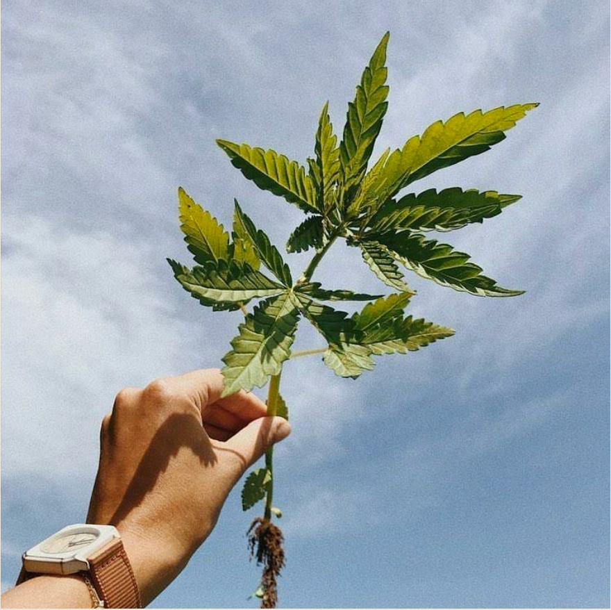 Ho Karan Antidote 10% CBD Oil bottle