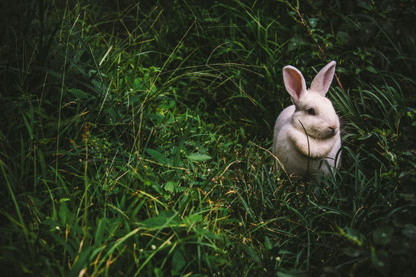How to Tell If a Beauty Product Is Cruelty-Free (The Complete Guide)