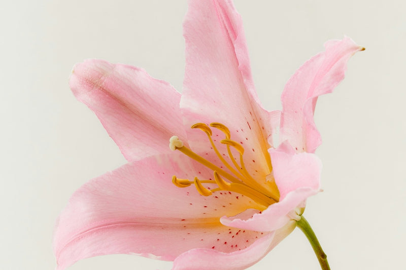 A single pale pink lily against a plain background