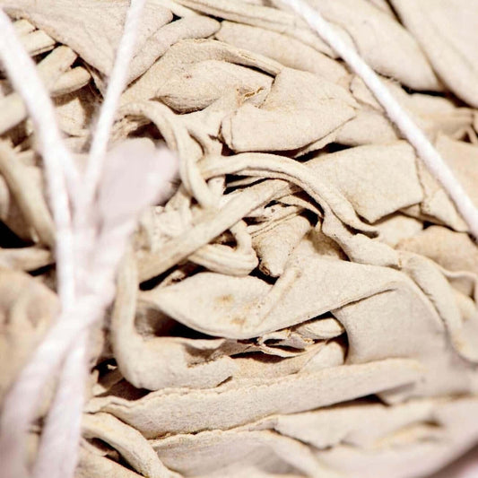 Sentara Traditional Sage Stick — hand-tied ethically harvested white sage bundle | Botā